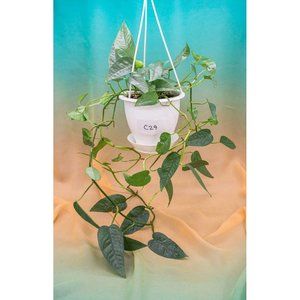 Cebu Blue Pothos 4.5" US Seller Potted RARE